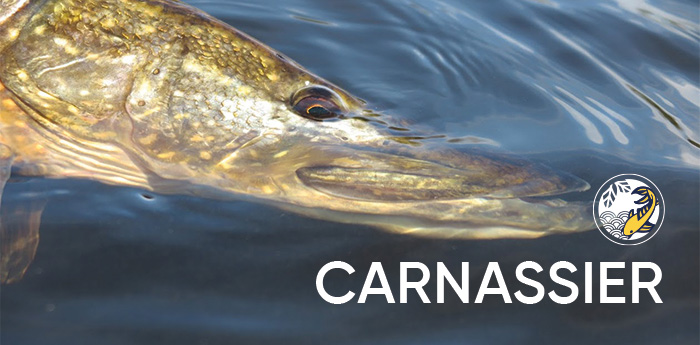 Epuisette Carnassiers DAM Effzett Big Pike -  - Dingue d'eau,  comme vous !