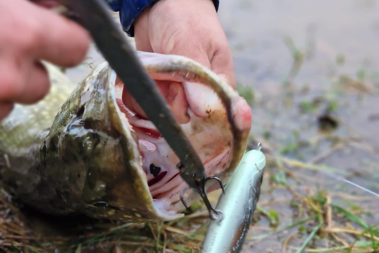 pêche avec hameçon