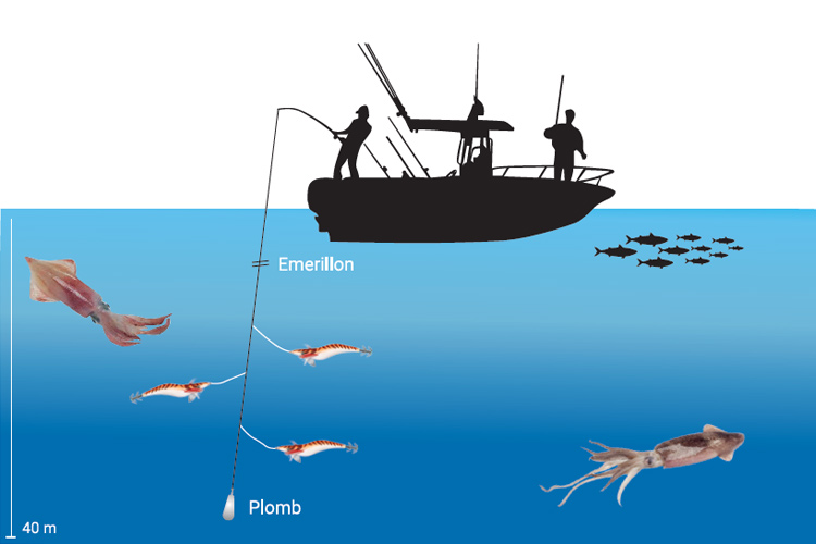Turluttes, pêche en mer pour calamar & seiche - Leurre de la pêche