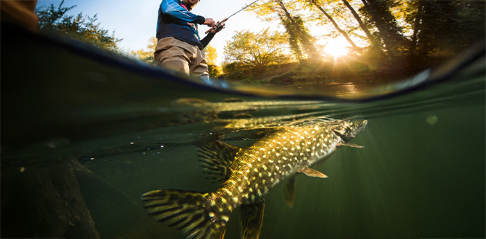 Calendrier Pêche 2025, eaux de deuxème catégorie