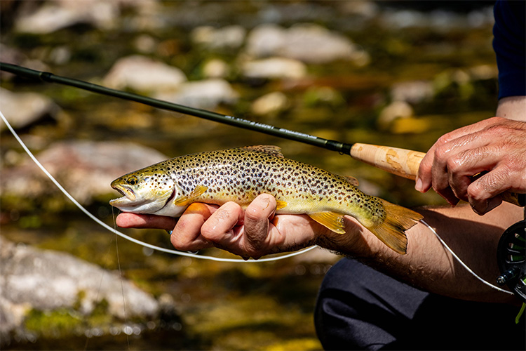 Calendrier de pêche 2025, les dates à retenir