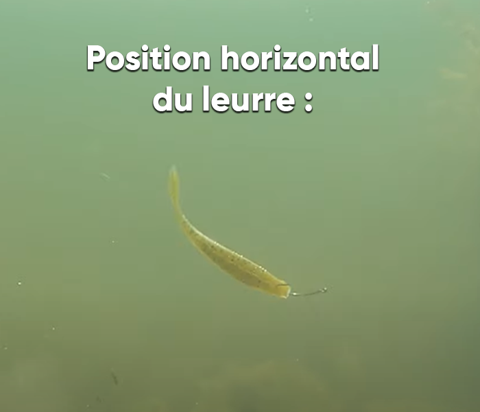 leurre drop-shot underwater