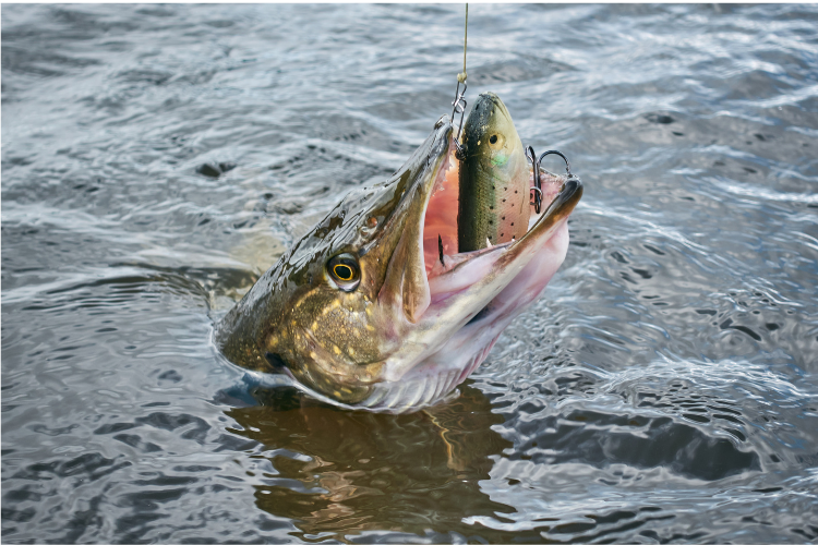 comment pêcher le brochet bigbait